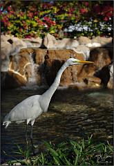 t&c_egret2