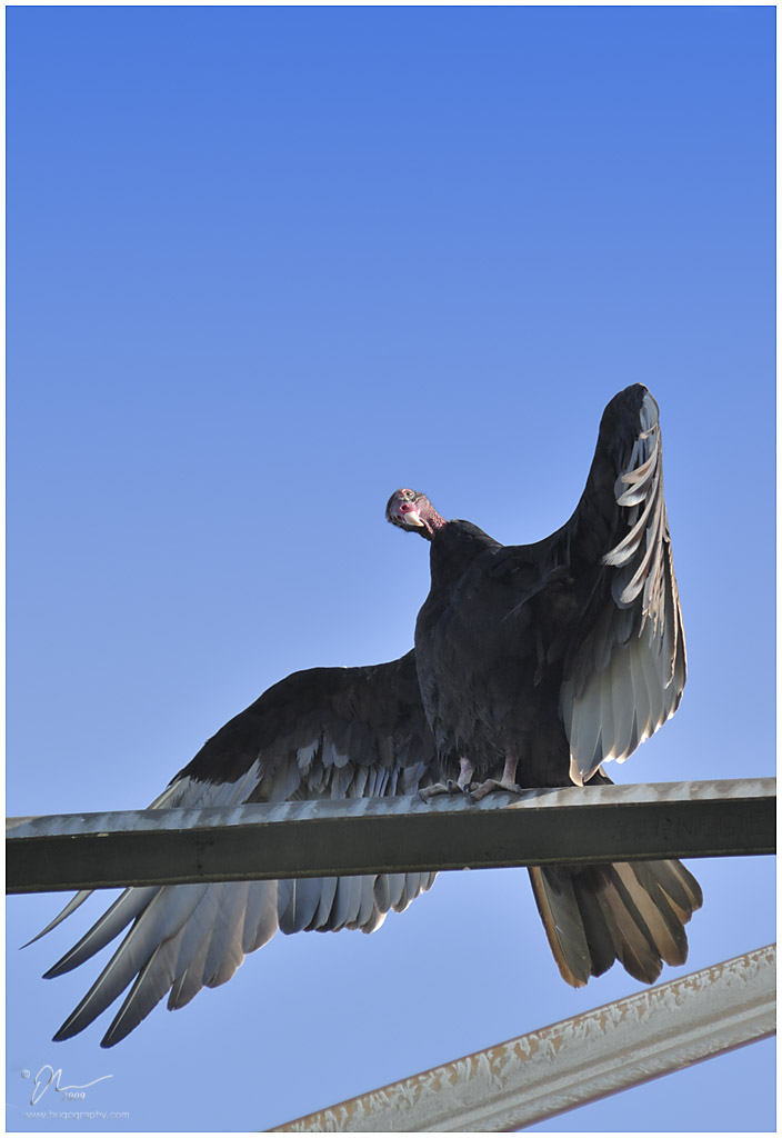 vulture2.jpg - (c) 2009 A. Dale McLean aka PS-RagE