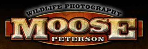 Moose Peterson Wildlife Photography